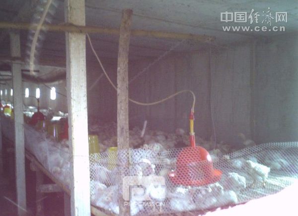 肯德基麦当劳原料鸡45天速成 工人称饲料把苍蝇毒死了