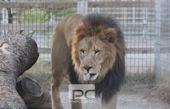 雄狮与雌性狮虎兽生下罕见三胞胎狮狮虎