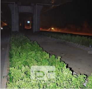 郑州立交桥下种树遭曝光后所种树不见踪影（图）