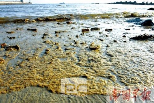 北海海域出现大量黄色漂浮物专家称系球形棕囊藻