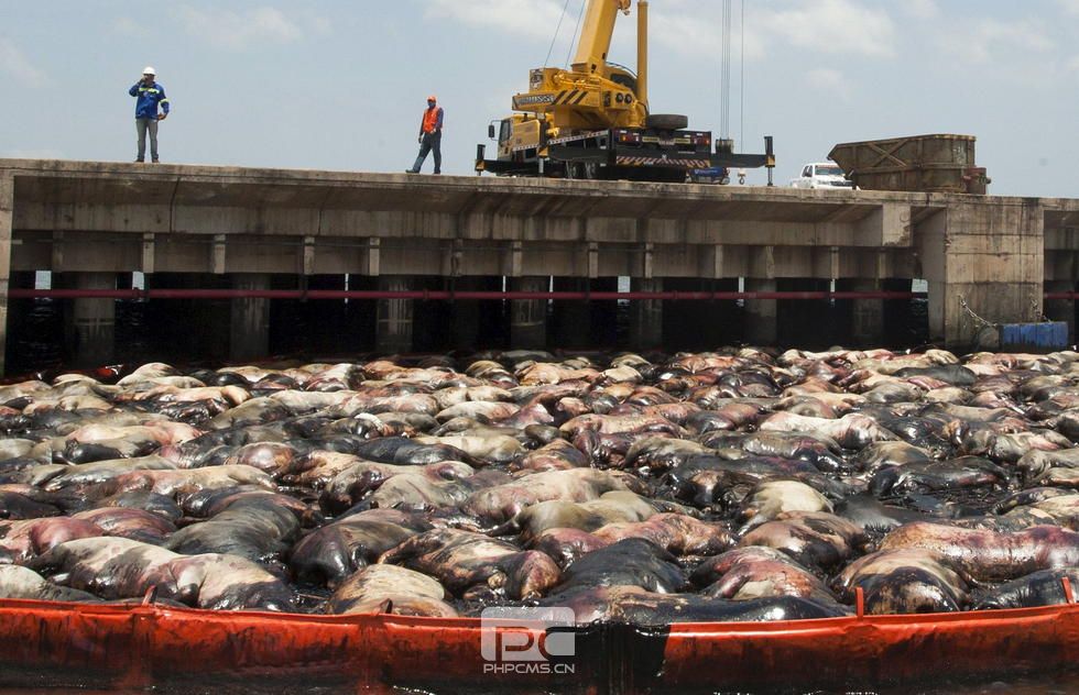 巴西船只倾覆致5000头牛死亡