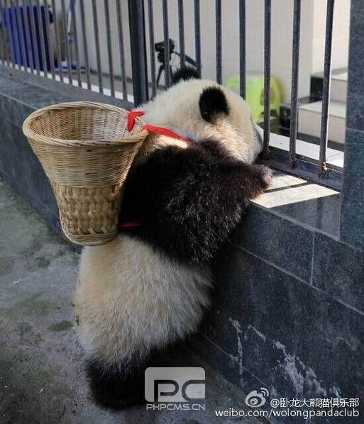大熊猫有了新玩具：带小草帽变身“功夫熊猫”