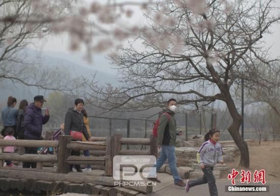 3月22日，北京遭遇雾霾天，空气质量达中度污染。图为市民在北京植物园赏春花。 <a target=