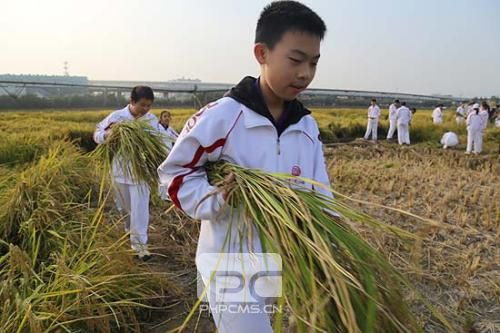 正在接受学农教育的初中学生，手拿刚收割完的水稻，准备运到脱粒区进行传统人工脱粒。肖作岭/摄