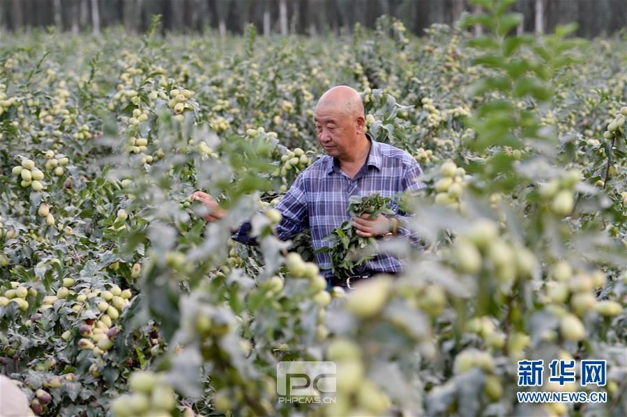 （新华全媒头条·决战决胜脱贫攻坚·图文互动）（13）冲锋！脱贫拔寨又攻城——“三区三州”南疆四地州脱贫攻坚报告