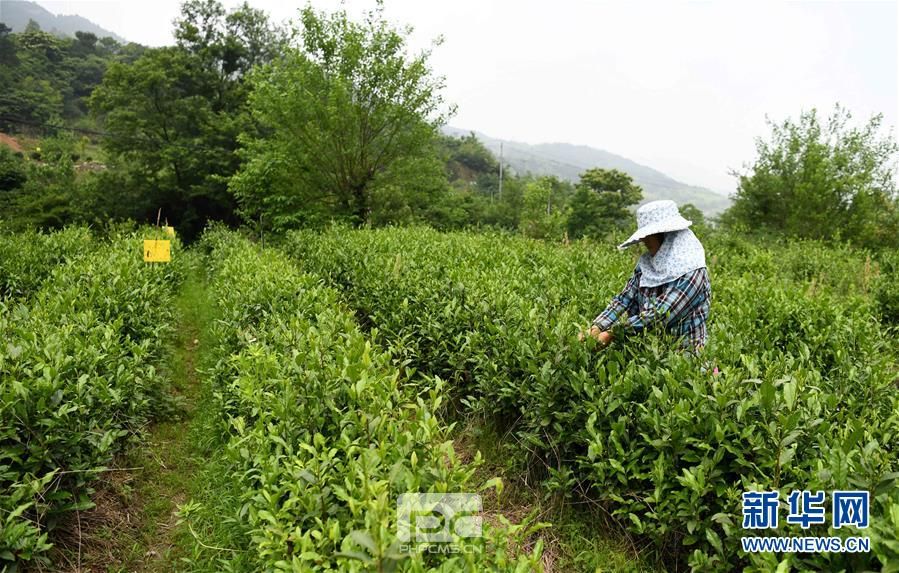 （集中连片特困地区贫困村调研行·图文互动）（4）贫困大湾焕发勃勃生机——安徽金寨县大湾村脱贫调查