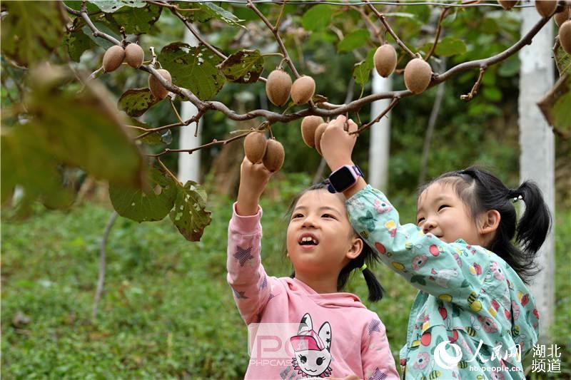 9月14日，小朋友在湖北省保康县黄堡镇百峰坪村猕猴桃种植基地采摘猕猴桃。