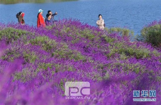 （环境）（5）云南曲靖：千亩花海醉游人